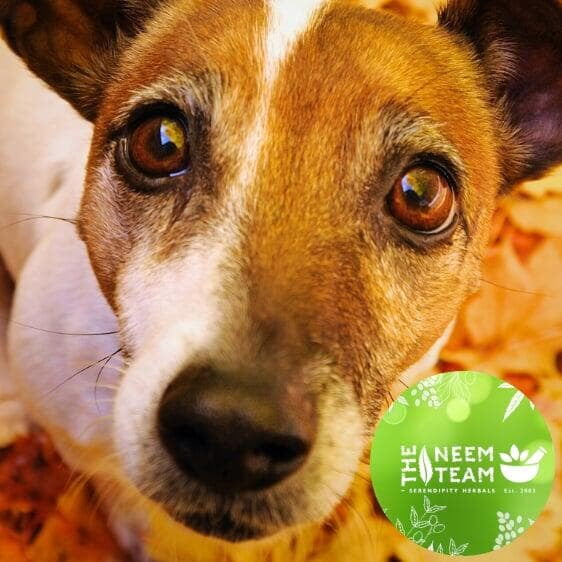 Neem Team Animal Products